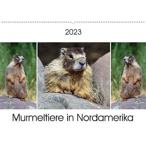 Murmeltiere in Nordamerika (Wandkalender 2023 DIN A2 quer), Dieter Wilczek