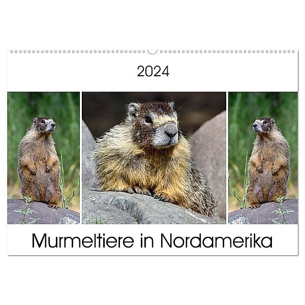 Murmeltiere in Nordamerika (Wandkalender 2024 DIN A2 quer), CALVENDO Monatskalender, Dieter Wilczek