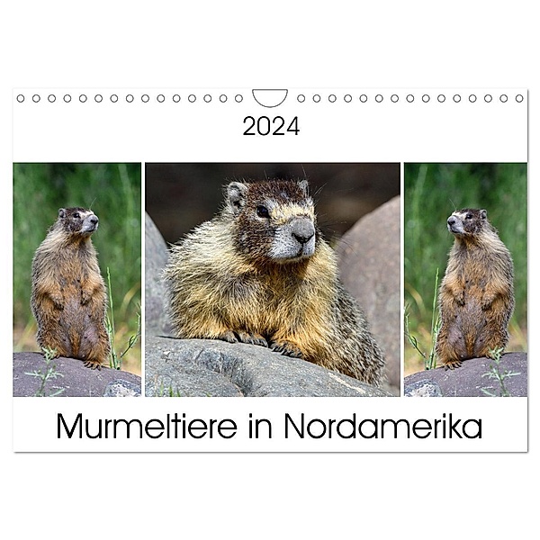Murmeltiere in Nordamerika (Wandkalender 2024 DIN A4 quer), CALVENDO Monatskalender, Dieter Wilczek