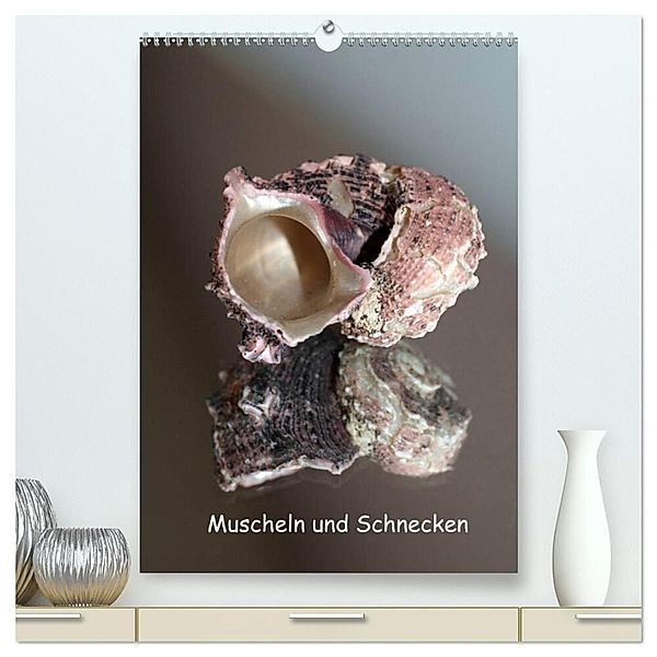 Muscheln und Schnecken (hochwertiger Premium Wandkalender 2024 DIN A2 hoch), Kunstdruck in Hochglanz, Christine Daus
