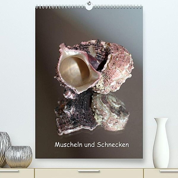 Muscheln und Schnecken (Premium, hochwertiger DIN A2 Wandkalender 2023, Kunstdruck in Hochglanz), Christine Daus