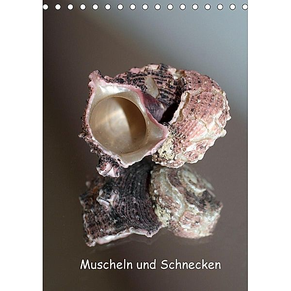 Muscheln und Schnecken (Tischkalender 2021 DIN A5 hoch), Christine Daus