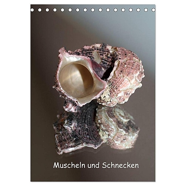 Muscheln und Schnecken (Tischkalender 2024 DIN A5 hoch), CALVENDO Monatskalender, Christine Daus