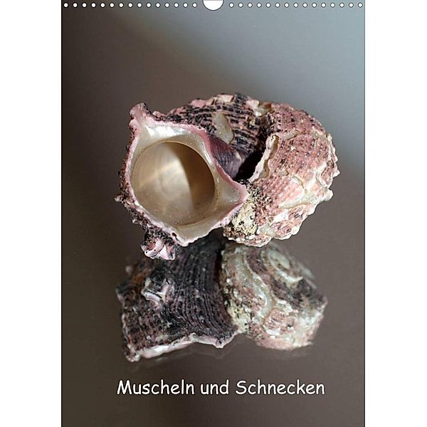 Muscheln und Schnecken (Wandkalender 2023 DIN A3 hoch), Christine Daus