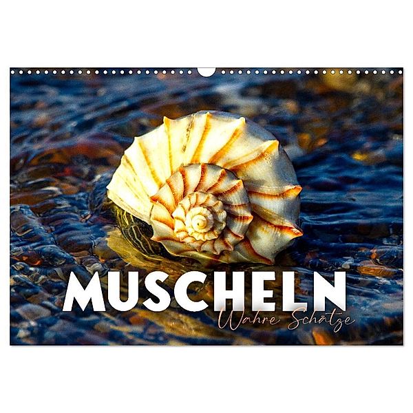 Muscheln - Wahre Schätze (Wandkalender 2024 DIN A3 quer), CALVENDO Monatskalender, SF