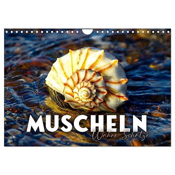 Muscheln - Wahre Schätze (Wandkalender 2024 DIN A4 quer), CALVENDO Monatskalender, SF