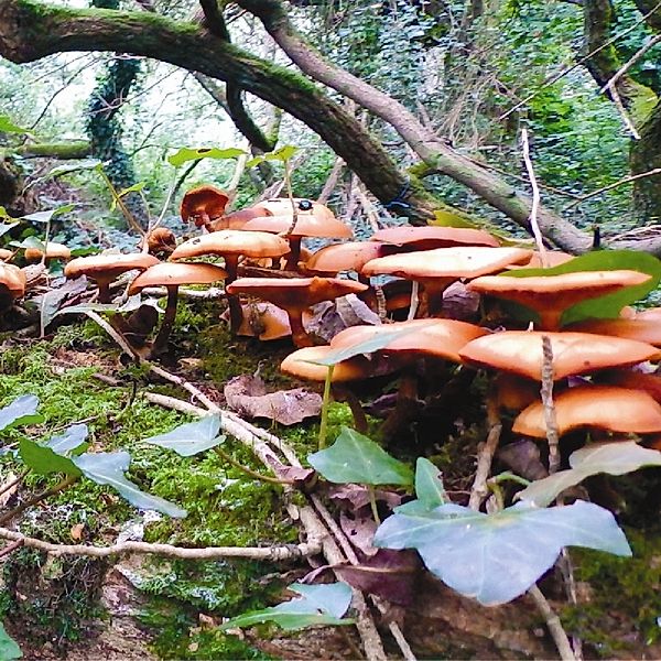 Mushroom Project, Mushroom Project