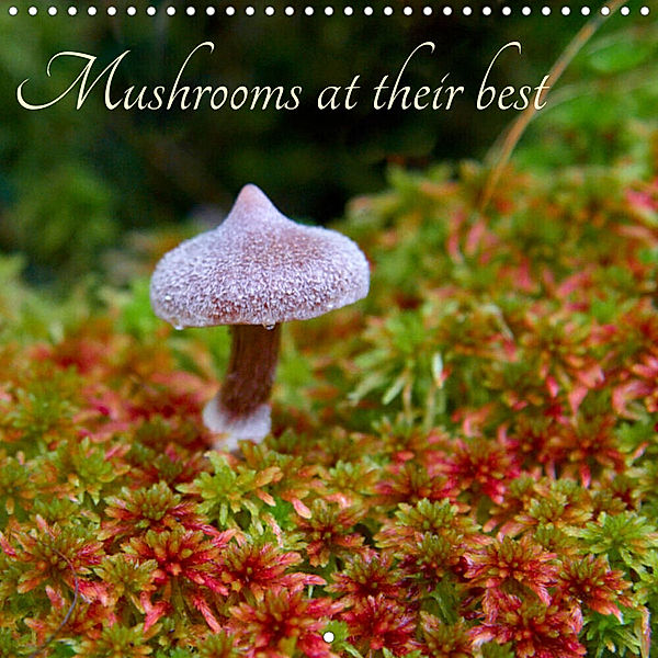 Mushrooms at their best (Wall Calendar 2023 300 × 300 mm Square), Clemens Stenner