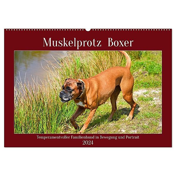 Muskelprotz Boxer (Wandkalender 2024 DIN A2 quer), CALVENDO Monatskalender, Claudia Kleemann