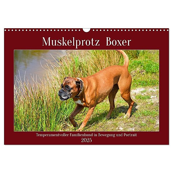 Muskelprotz Boxer (Wandkalender 2025 DIN A3 quer), CALVENDO Monatskalender, Calvendo, Claudia Kleemann