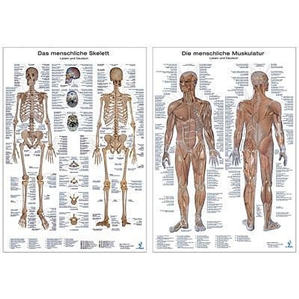 Muskelsystem, Lerntafel; Skelettsystem, Lerntafel, 2 Tafeln