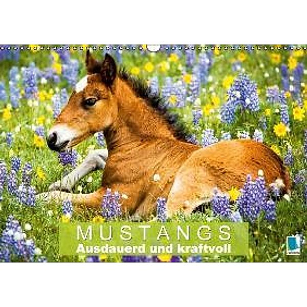Mustangs: Ausdauerd und kraftvoll (Wandkalender 2016 DIN A3 quer), CALVENDO