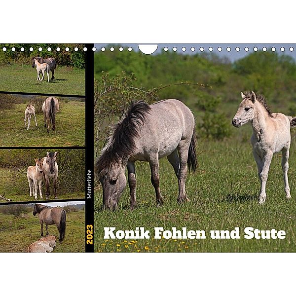 Mutterliebe - Konik Fohlen und Stute (Wandkalender 2023 DIN A4 quer), Babett Paul - Babetts Bildergalerie