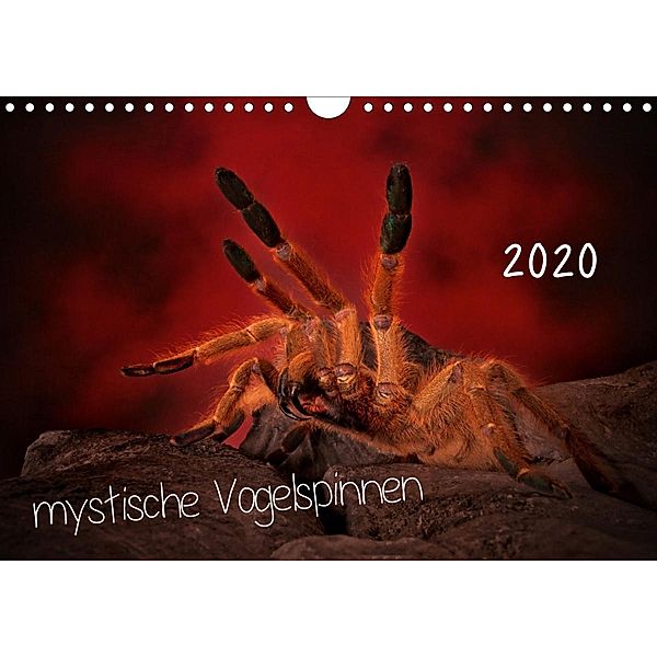 Mystische Vogelspinnen (Wandkalender 2020 DIN A4 quer), Horst Baderschneider