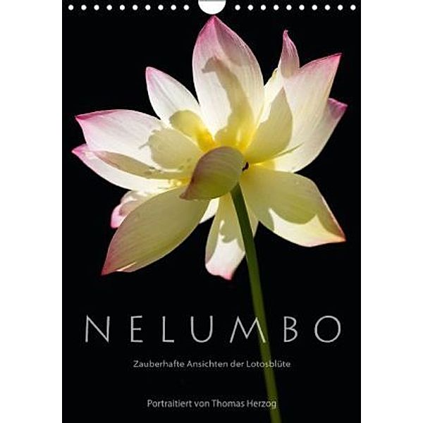 N E L U M B O Zauberhafte Ansichten der Lotosblüte (Wandkalender 2015 DIN A4 hoch), Thomas Herzog