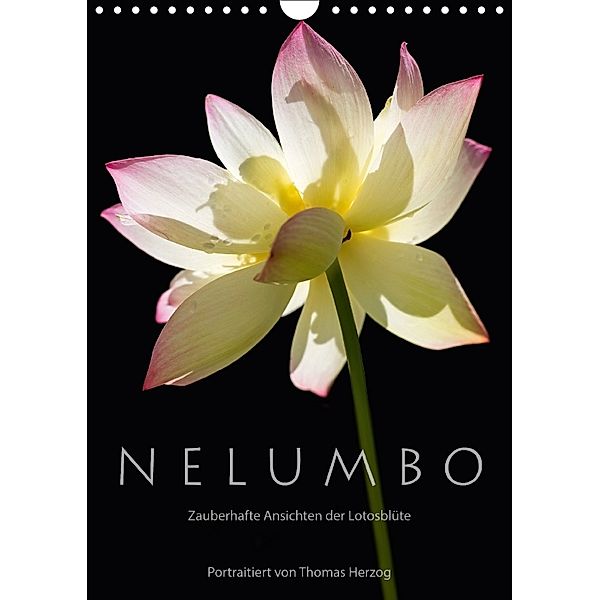 N E L U M B O - Zauberhafte Ansichten der Lotosblüte (Wandkalender 2018 DIN A4 hoch) Dieser erfolgreiche Kalender wurde, Thomas Herzog