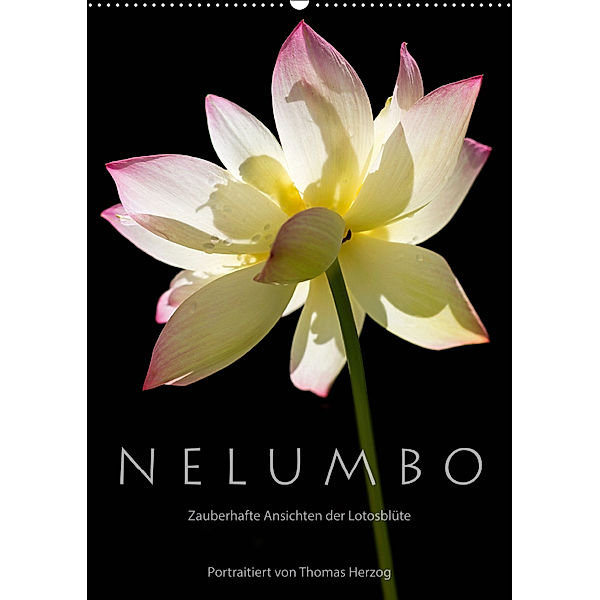 N E L U M B O - Zauberhafte Ansichten der Lotosblüte (Wandkalender 2019 DIN A2 hoch), Thomas Herzog