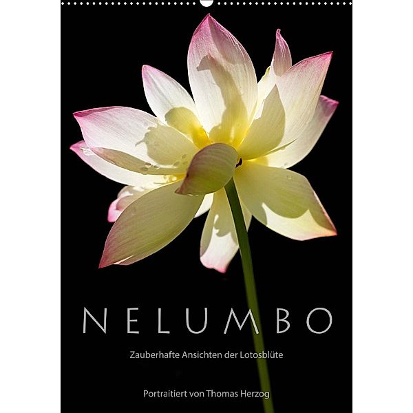 N E L U M B O - Zauberhafte Ansichten der Lotosblüte (Wandkalender 2020 DIN A2 hoch), Thomas Herzog