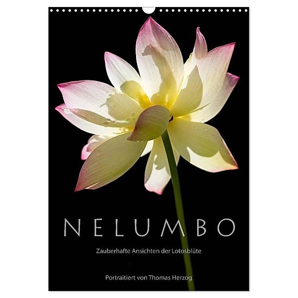 N E L U M B O - Zauberhafte Ansichten der Lotosblüte (Wandkalender 2025 DIN A3 hoch), CALVENDO Monatskalender, Calvendo, www.bild-erzaehler.com, Thomas Herzog