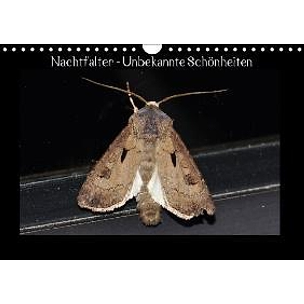 Nachtfalter - Unbekannte Schönheiten (Wandkalender 2016 DIN A4 quer), Renate Wagner