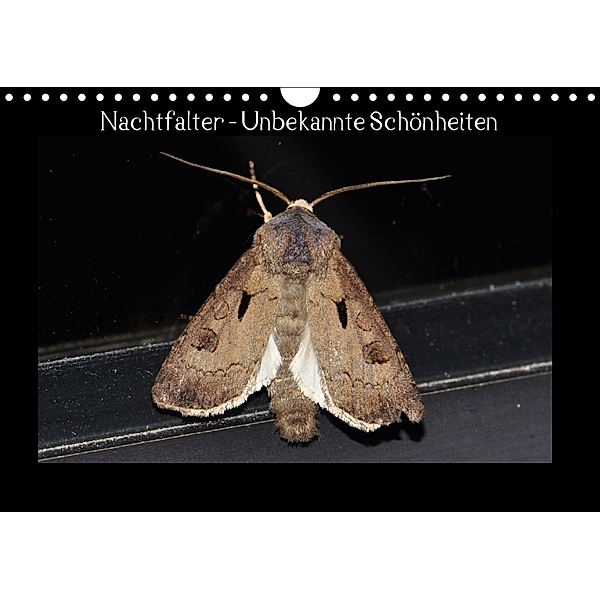 Nachtfalter - Unbekannte Schönheiten (Wandkalender 2018 DIN A4 quer), Renate Wagner