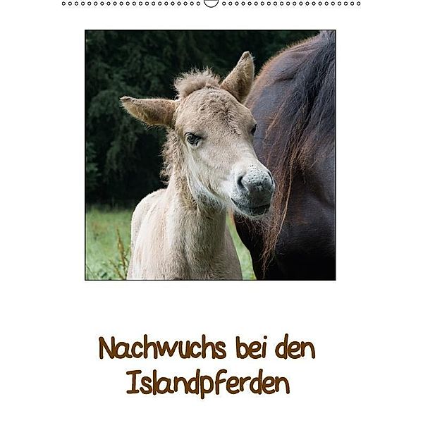 Nachwuchs bei den Islandpferden (Wandkalender 2017 DIN A2 hoch), Angelika Beuck