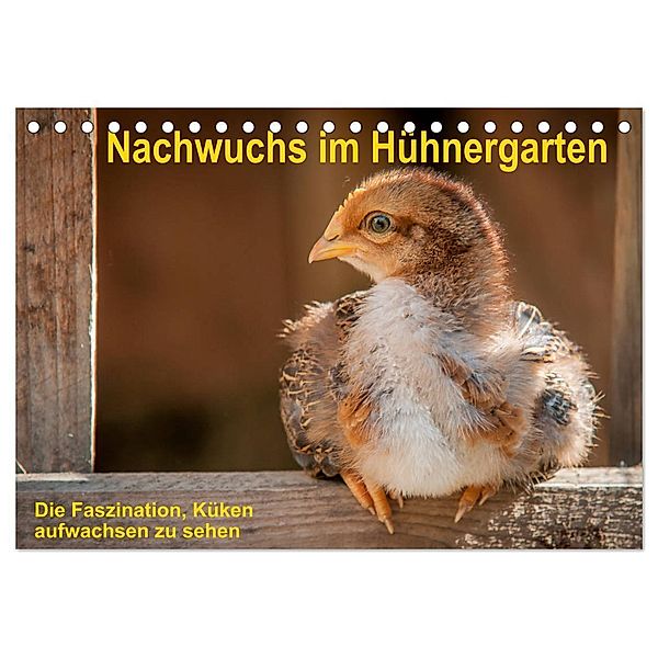 Nachwuchs im Hühnergarten (Tischkalender 2025 DIN A5 quer), CALVENDO Monatskalender, Calvendo, Britta Berkenkamp