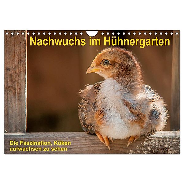 Nachwuchs im Hühnergarten (Wandkalender 2024 DIN A4 quer), CALVENDO Monatskalender, Britta Berkenkamp