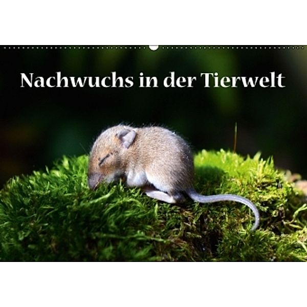 Nachwuchs in der Tierwelt (Wandkalender 2016 DIN A2 quer), GUGIGEI