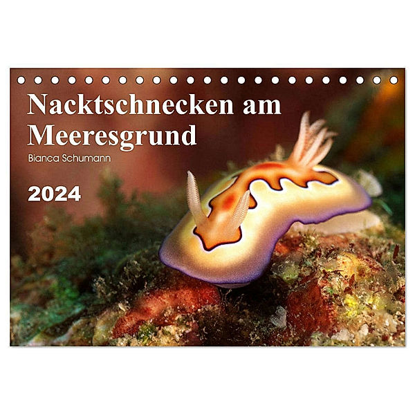 Nacktschnecken am Meeresgrund (Tischkalender 2024 DIN A5 quer), CALVENDO Monatskalender, Bianca Schumann