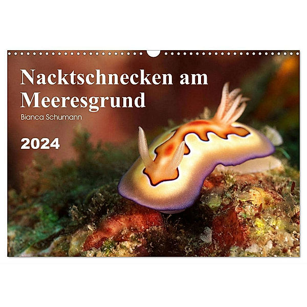 Nacktschnecken am Meeresgrund (Wandkalender 2024 DIN A3 quer), CALVENDO Monatskalender, Bianca Schumann
