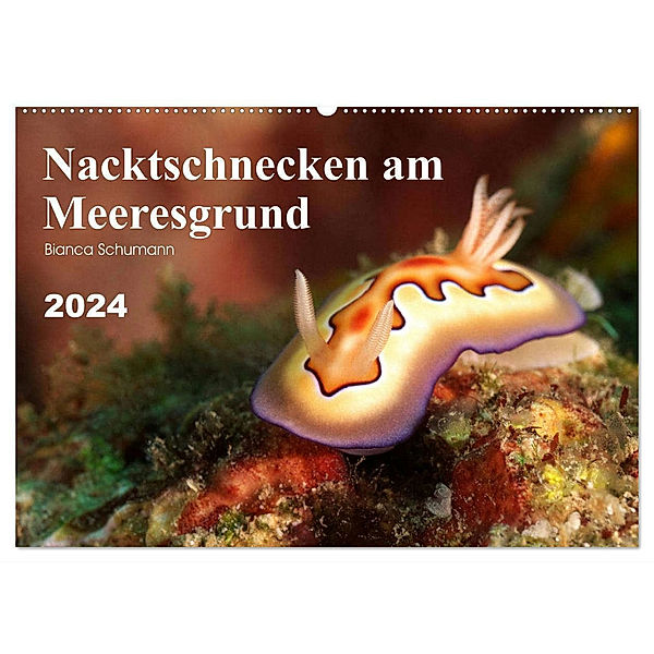 Nacktschnecken am Meeresgrund (Wandkalender 2024 DIN A2 quer), CALVENDO Monatskalender, Bianca Schumann