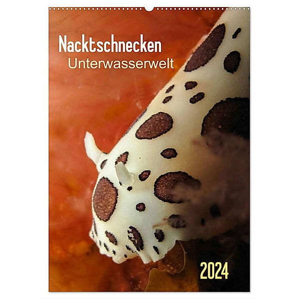Nacktschnecken - Unterwasserwelt 2024 (Wandkalender 2024 DIN A2 hoch), CALVENDO Monatskalender, Claudia Weber-Gebert