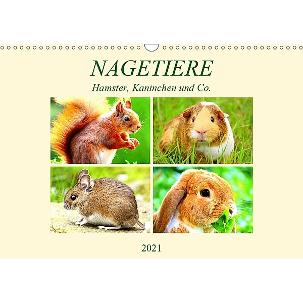 Nagetiere. Hamster, Kaninchen und Co. (Wandkalender 2021 DIN A3 quer), Rose Hurley