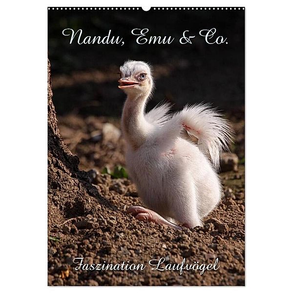 Nandu, Emu & Co. (Wandkalender 2024 DIN A2 hoch), CALVENDO Monatskalender, Martina Berg