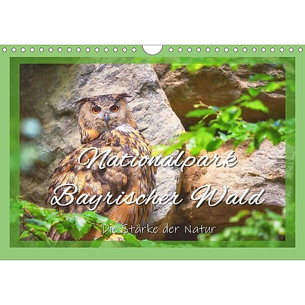 Nationalpark Bayrischer Wald - Die Stärke der Natur (Wandkalender 2021 DIN A4 quer), Bettina Hackstein