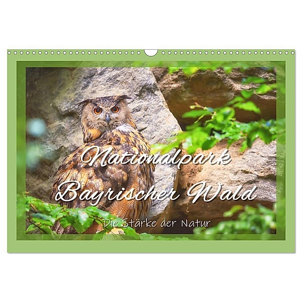 Nationalpark Bayrischer Wald - Die Stärke der Natur (Wandkalender 2024 DIN A3 quer), CALVENDO Monatskalender, Bettina Hackstein