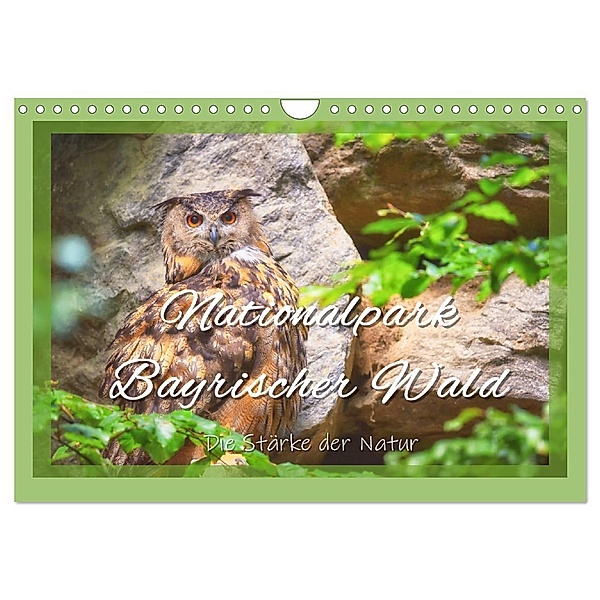 Nationalpark Bayrischer Wald - Die Stärke der Natur (Wandkalender 2024 DIN A4 quer), CALVENDO Monatskalender, Bettina Hackstein