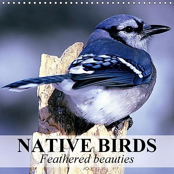 Native Birds - Feathered beauties (Wall Calendar 2017 300 × 300 mm Square), Elisabeth Stanzer