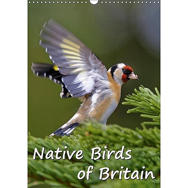 Native Birds of Britain (Wall Calendar 2017 DIN A3 Portrait), Dieter-M. Wilczek