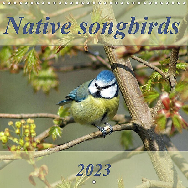 Native songbirds (Wall Calendar 2023 300 × 300 mm Square), N N