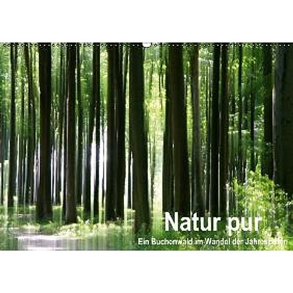 Natur pur - ein Buchenwald im Wandel der Jahreszeiten (Wandkalender 2016 DIN A2 quer), Klaus Eppele