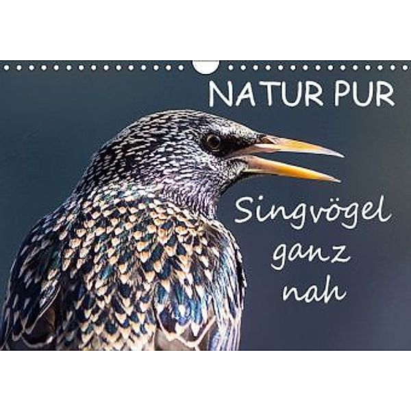 NATUR PUR - Singvögel ganz nah (Wandkalender 2015 DIN A4 quer), Karin Dietzel
