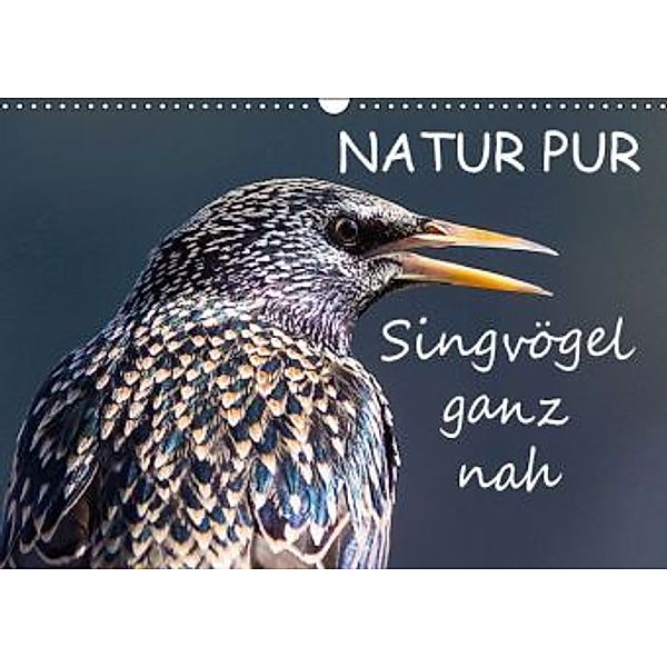 NATUR PUR - Singvögel ganz nah (Wandkalender 2015 DIN A3 quer), Karin Dietzel