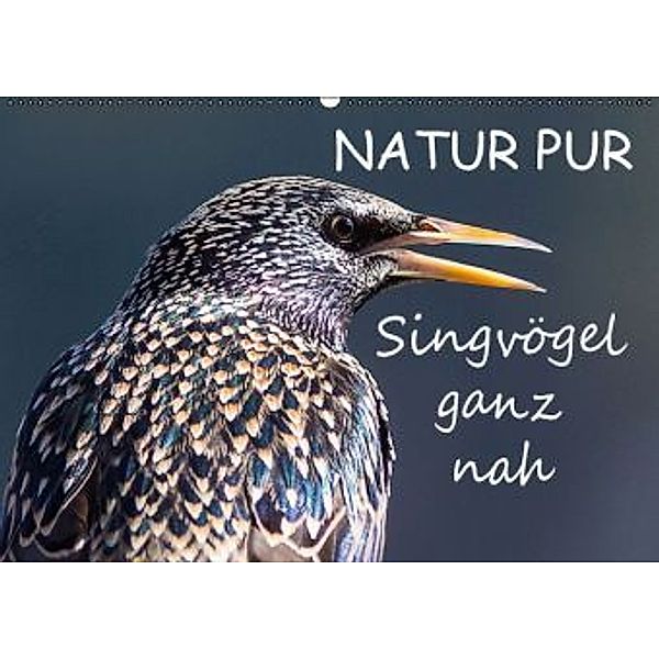 NATUR PUR - Singvögel ganz nah (Wandkalender 2016 DIN A2 quer), Karin Dietzel