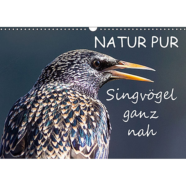 NATUR PUR - Singvögel ganz nah (Wandkalender 2019 DIN A3 quer), Karin Dietzel