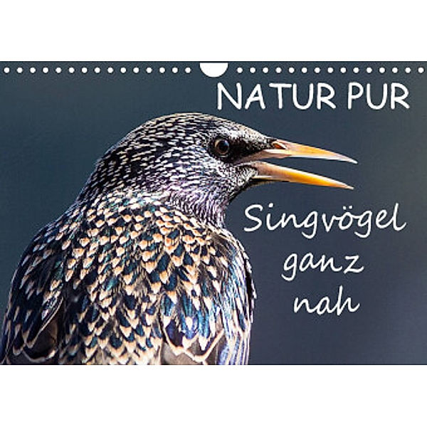 NATUR PUR - Singvögel ganz nah (Wandkalender 2022 DIN A4 quer), Karin Dietzel