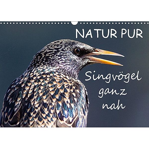 NATUR PUR - Singvögel ganz nah (Wandkalender 2023 DIN A3 quer), Karin Dietzel