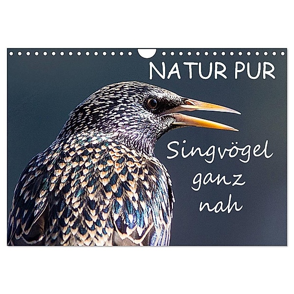 NATUR PUR - Singvögel ganz nah (Wandkalender 2024 DIN A4 quer), CALVENDO Monatskalender, Karin Dietzel