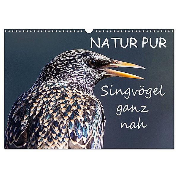 NATUR PUR - Singvögel ganz nah (Wandkalender 2024 DIN A3 quer), CALVENDO Monatskalender, Karin Dietzel